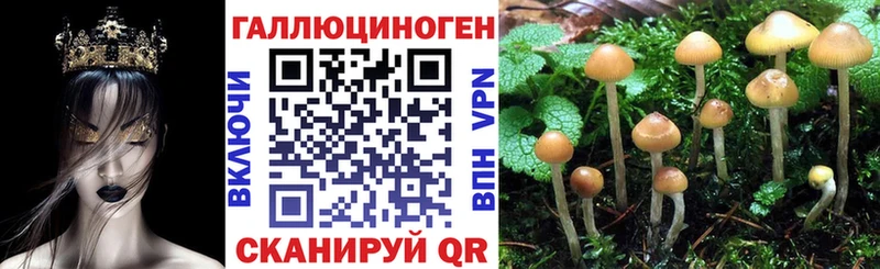 Купить  Нефтегорск  Галлюциногенные грибы Psilocybine cubensis 